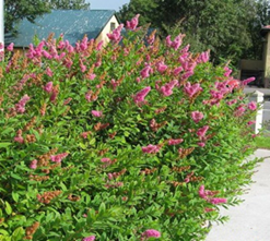    Spiraea douglasii 